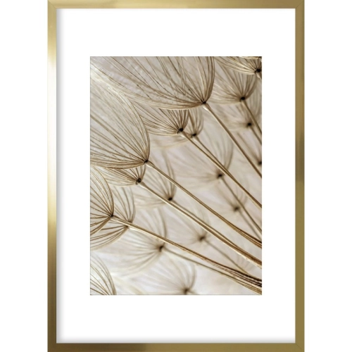 OBRAZ ZŁOTE DMUCHAWCE I Rama Złota