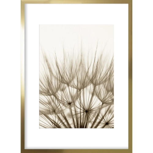 OBRAZ ZŁOTE DMUCHAWCE II Rama Złota