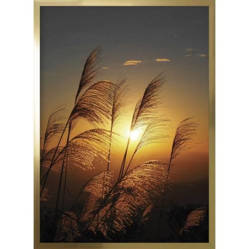 OBRAZ TRAWY W SŁOŃCU I Rama Złota
