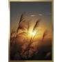 OBRAZ TRAWY W SŁOŃCU I Rama Złota