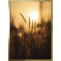 OBRAZ TRAWY W SŁOŃCU II Rama Złota